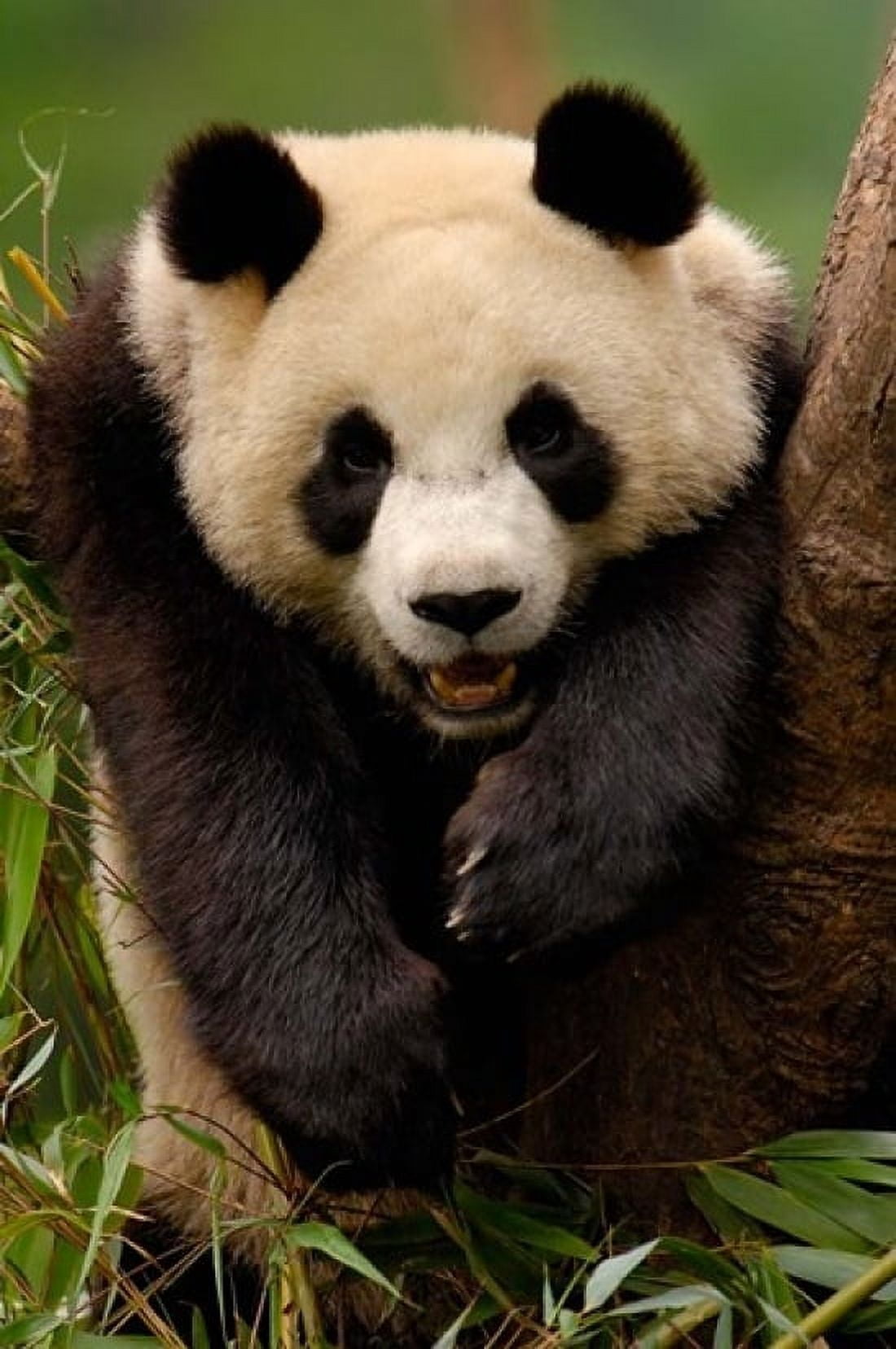 Giant panda bear Canvas Art - Pete Oxford DanitaDelimont (18 x 24)