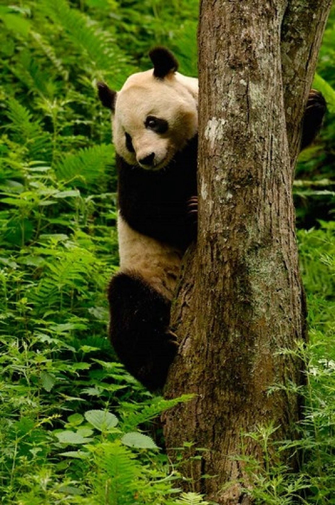 Giant panda bear Climbing a Tree Canvas Art - Pete Oxford DanitaDelimont (18 x 24)