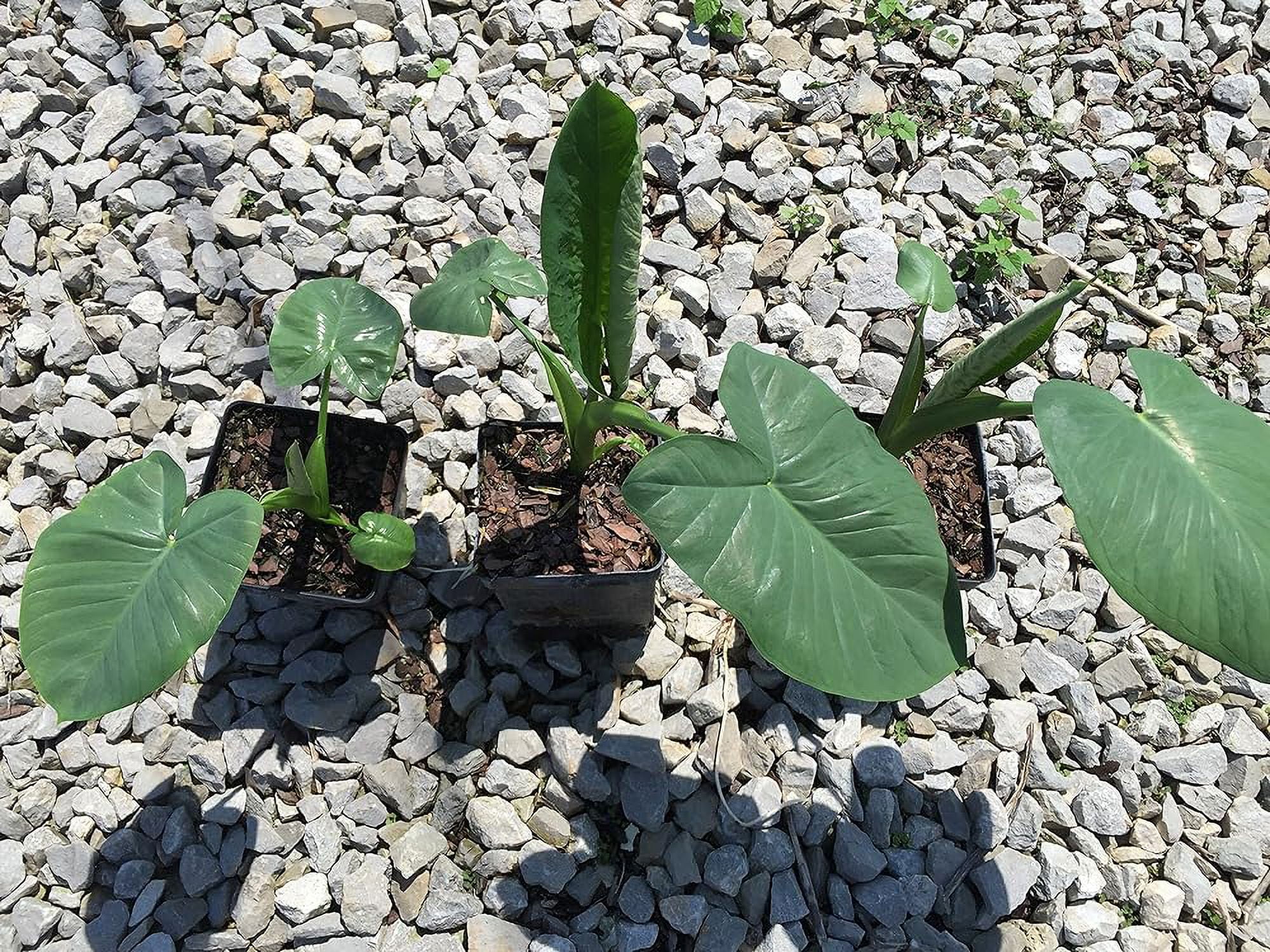 Giant's Elephant Ears In 4 Inch Containers (3 Pots Of Plants)