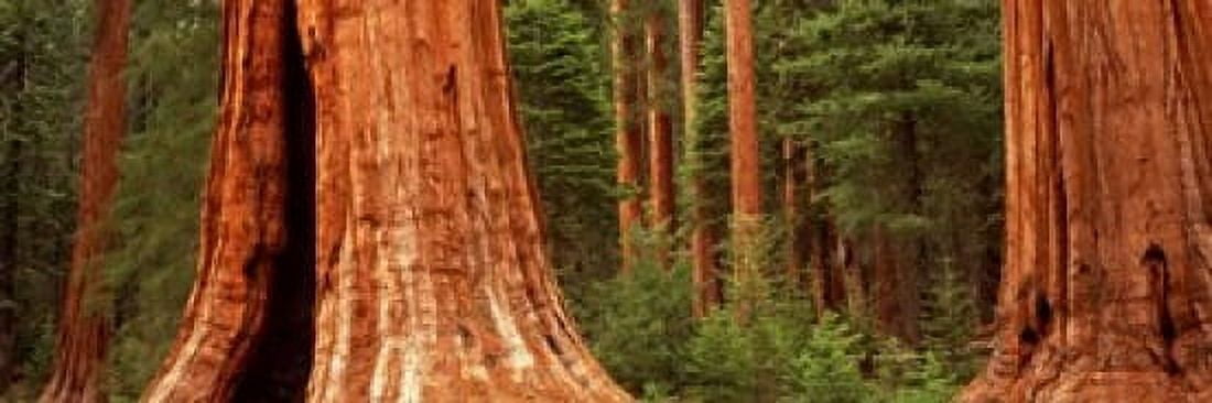 Giant sequoia trees in a forest California USA Canvas Art - Panoramic Images (18 x 6)