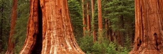 Giant sequoia trees in a forest California USA Canvas Art - Panoramic Images (36 x 12)