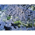 thumbnail image 1 of Giants Causeway Co Antrim Ireland - Area Designated A Unesco World Heritage Site with Basalt Columns Poster Print by The Irish Image Collection, 34 x 26 - Large, 1 of 1