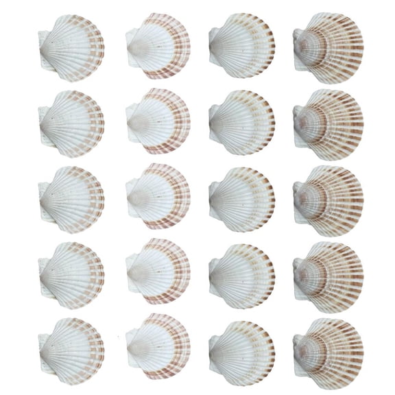 Giaone Pack of 20 White Scalloped Shells Seashells for Home Decors and DIY Crafting