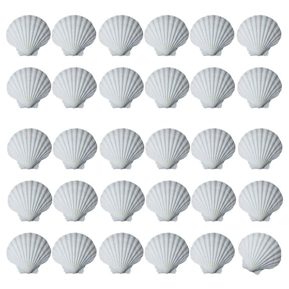Giaone 30Pcs White Scalloped Shells for DIY Craft Ocean Themed Party Decors