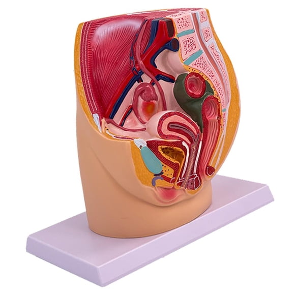 Giaone Anatomical Female Pelvic Cavity Model Female Reproductive Organ Anatomy Model