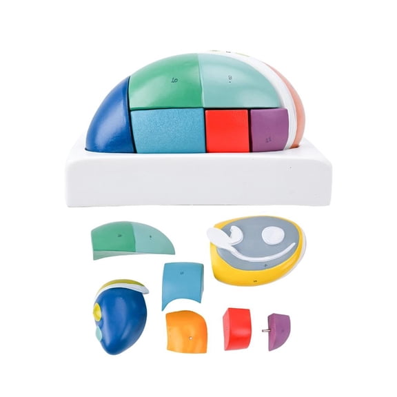 Giaone Brain Anatomy Learning Model with Detachable Sections for Lessons Review
