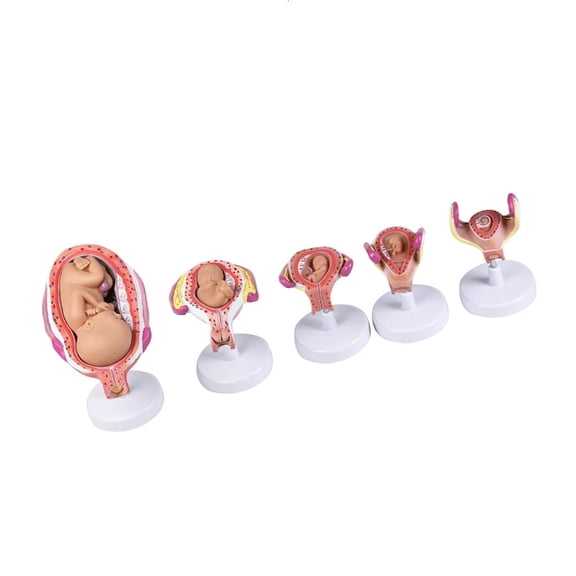 Giaone Detachable Five Components Easy Learning in Medicals Field Realistic Anatomy