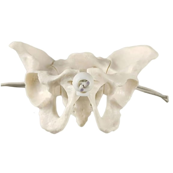 Giaone Female Pelvis Model Female Pelvis Skeleton Model For Childbirth Training
