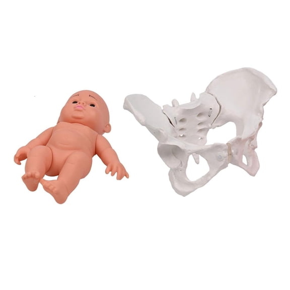 Giaone Female Pelvis Model with Baby Midwifery Teaching Model for Educational