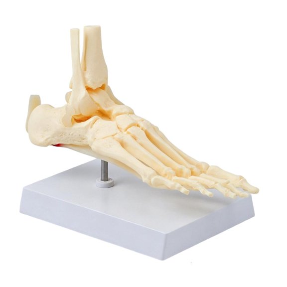 Giaone Foot Skeleton Anatomy Model for Classroom Teaching Anatomy Study and Lab Use