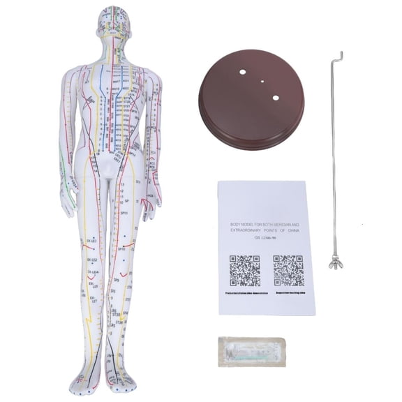 Giaone Human Acupuncture Model with Chinese Point for Acupressure & Acupunture