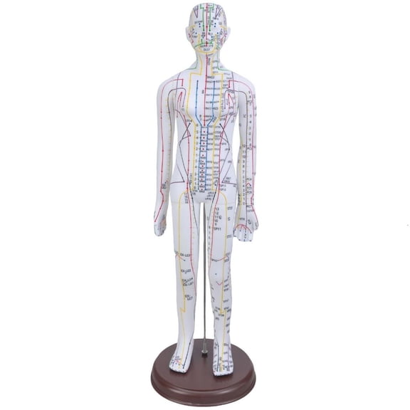 Giaone Human Acupuncture Model with Chinese Point for Acupressure & Acupunture