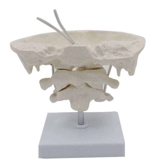 Giaone Human Cervical Spine Model PVC Material Axis Medical Training Aid