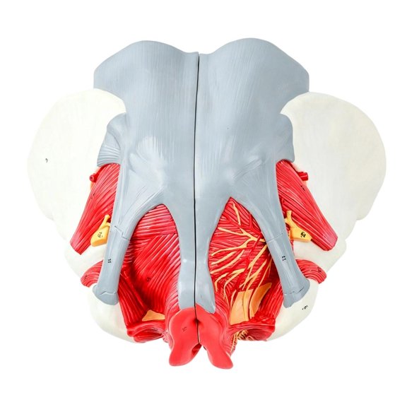 Giaone Human Female Pelvis Anatomical Model Removable Parts Education Aid For Study