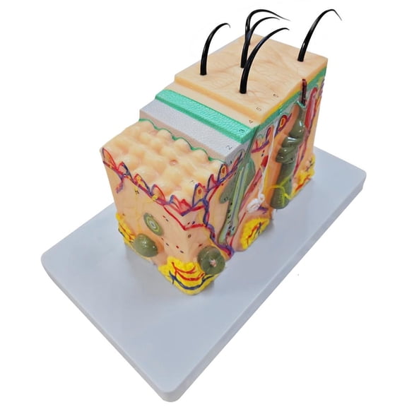 Giaone Skin Model 35/50/70/85X Skin Anatomical Model for Science Classroom Learning