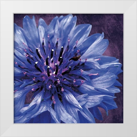 Gibbons, Lauren 26x26 White Modern Wood Framed Museum Art Print Titled - Purple Flower