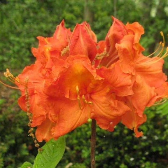Gibraltar Azalea - Rhododendron 'Gibraltar'