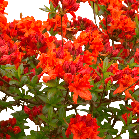 Gibraltar Azalea Shrubs  Set of 2, 3 Gallon Potted Deciduous Flowering Plants with Bright Orange Spring Blooms