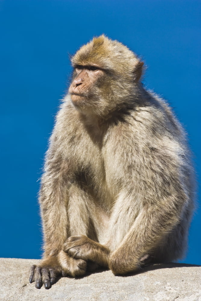 Gibraltar Barbary Macaque (Macaca Sylvanus) Canvas Art - Ken Welsh Design Pics (12 x 18)