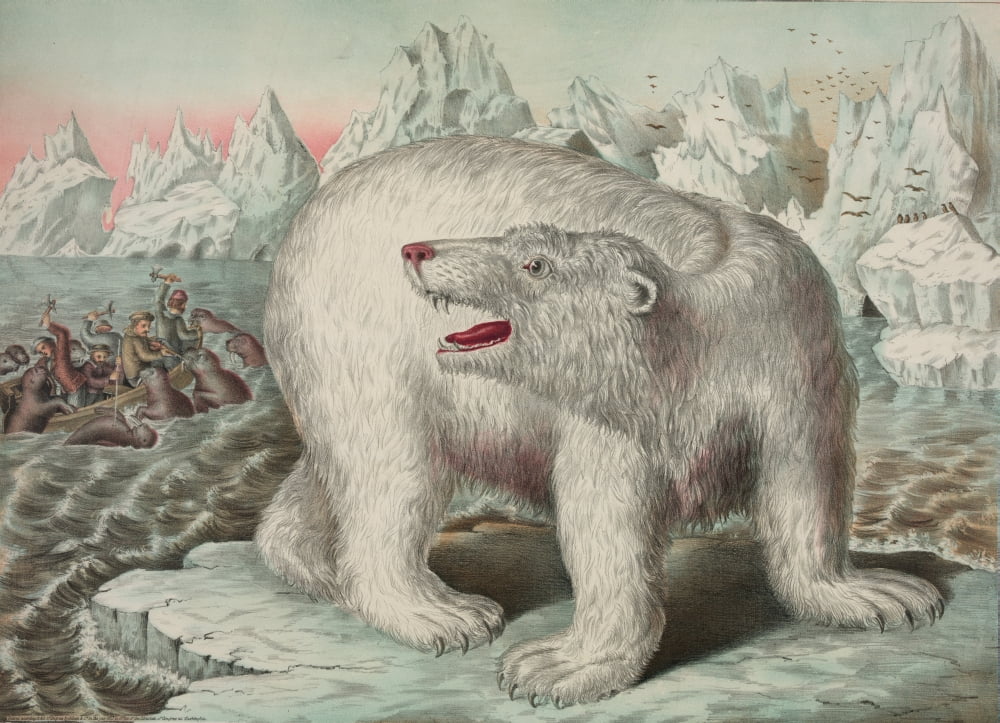 Gibson & Co Polar Bear 1873 Canvas Art - Gibson & Co (24 x 36)