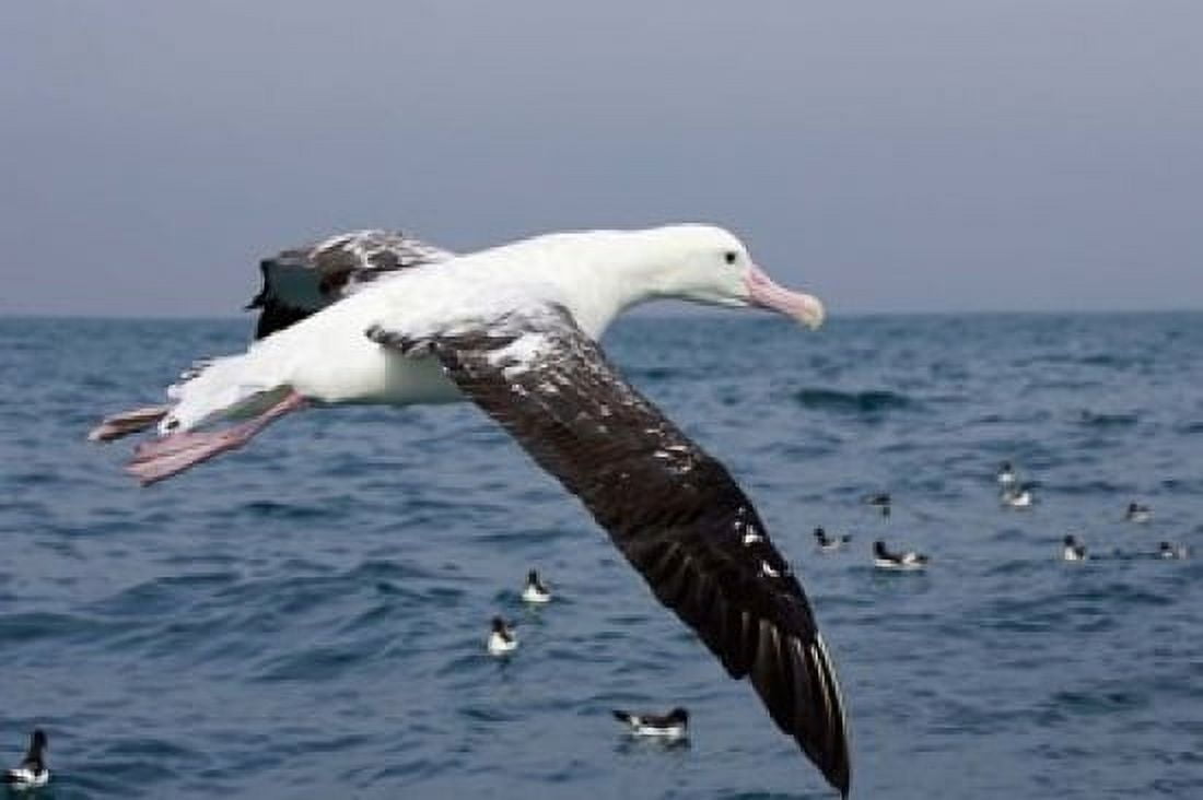 Gibsons Albatross Kaikoura Marlborough South Island New Zealand Canvas Art - David Wall DanitaDelimont (26 x 17)
