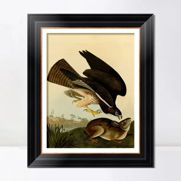 Giclee Print Art Common Buzzard By John James Audubon Home Decor Art Home Decor Vintage Gift Living Room Dercor Wall Art Birthday Gift