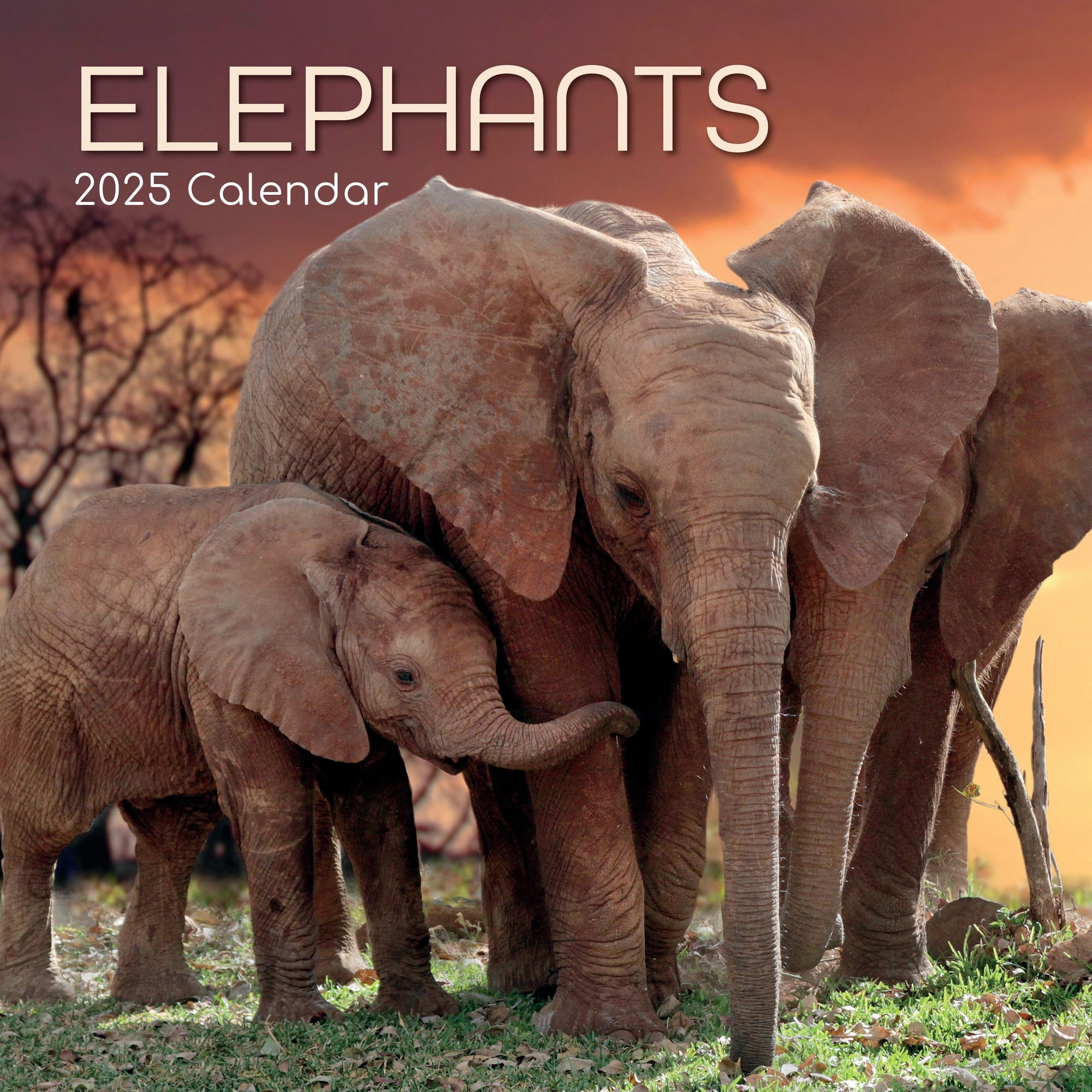The Gifted Stationary 2025 Square Wall Calendar, Elephants, 16Month