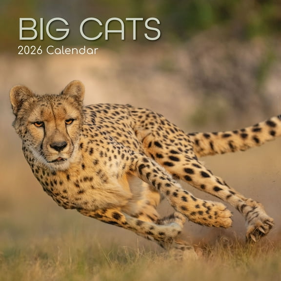 The Gifted Stationery 2026 Square Wall Calendar, Big Cats, 16-Month Animals Theme Hanging Calendar with 180 Reminder Stickers, Month Planner for Home, or Creative Spaces, 12x12 In