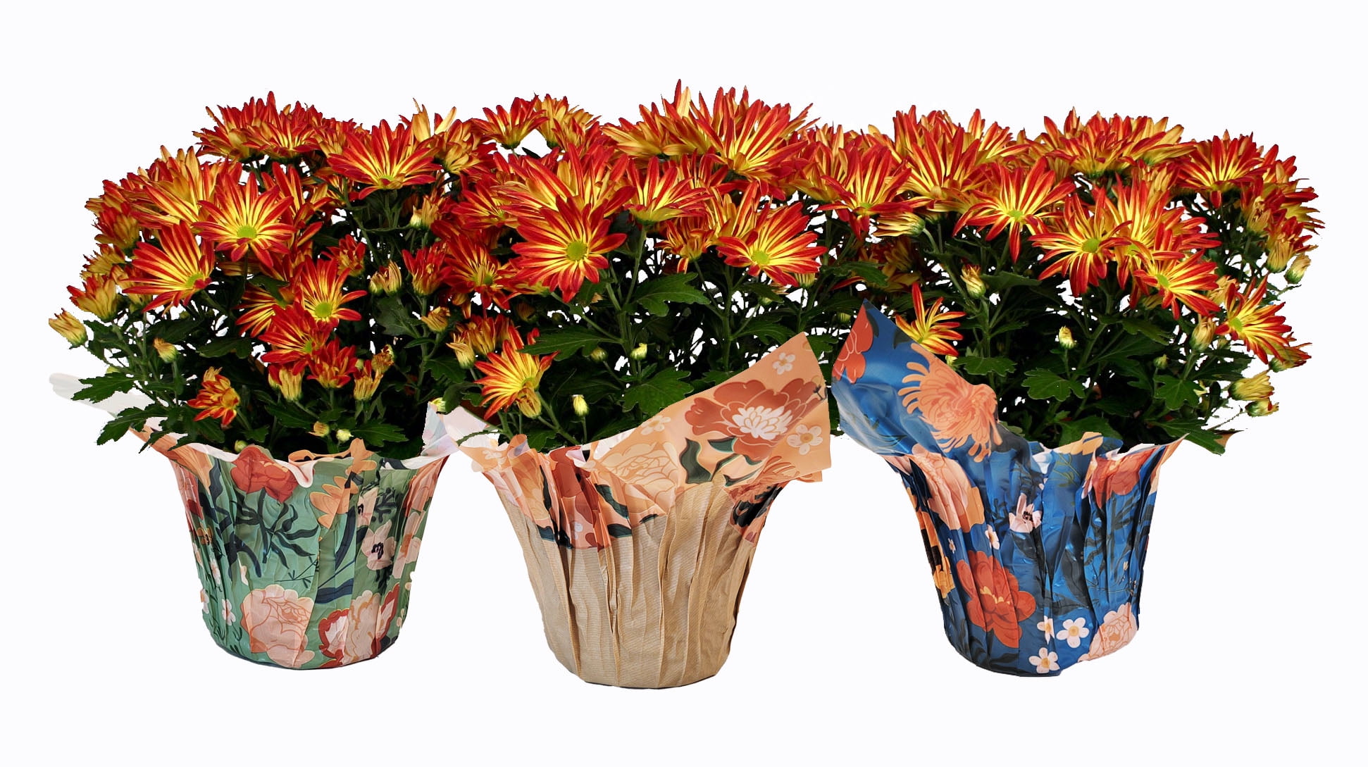 Gifts In Bloom 5 inch Point Pelee Mum, Live Indoor Plant, Indirect