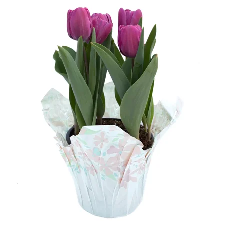 Gifts In Bloom 6IN Purple Tulip Live Plant Indirect Sunlight with Decorative Pot