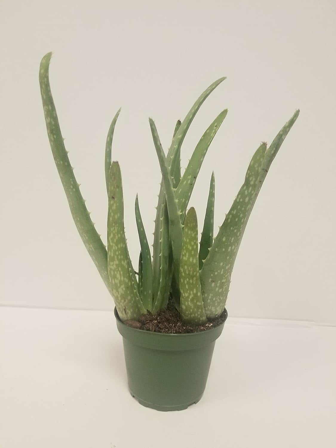 Gifts In Bloom Live 4 Inch Aloe Vera