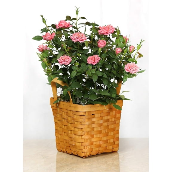 Gifts In Bloom Live 4 inch Mini Pink Rose Bush in Square Wicker Gift Basket- 4 Inch Indoor Plant