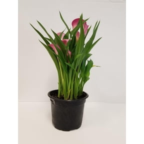 Live 6 Pink Calla Lily,PinkPurple