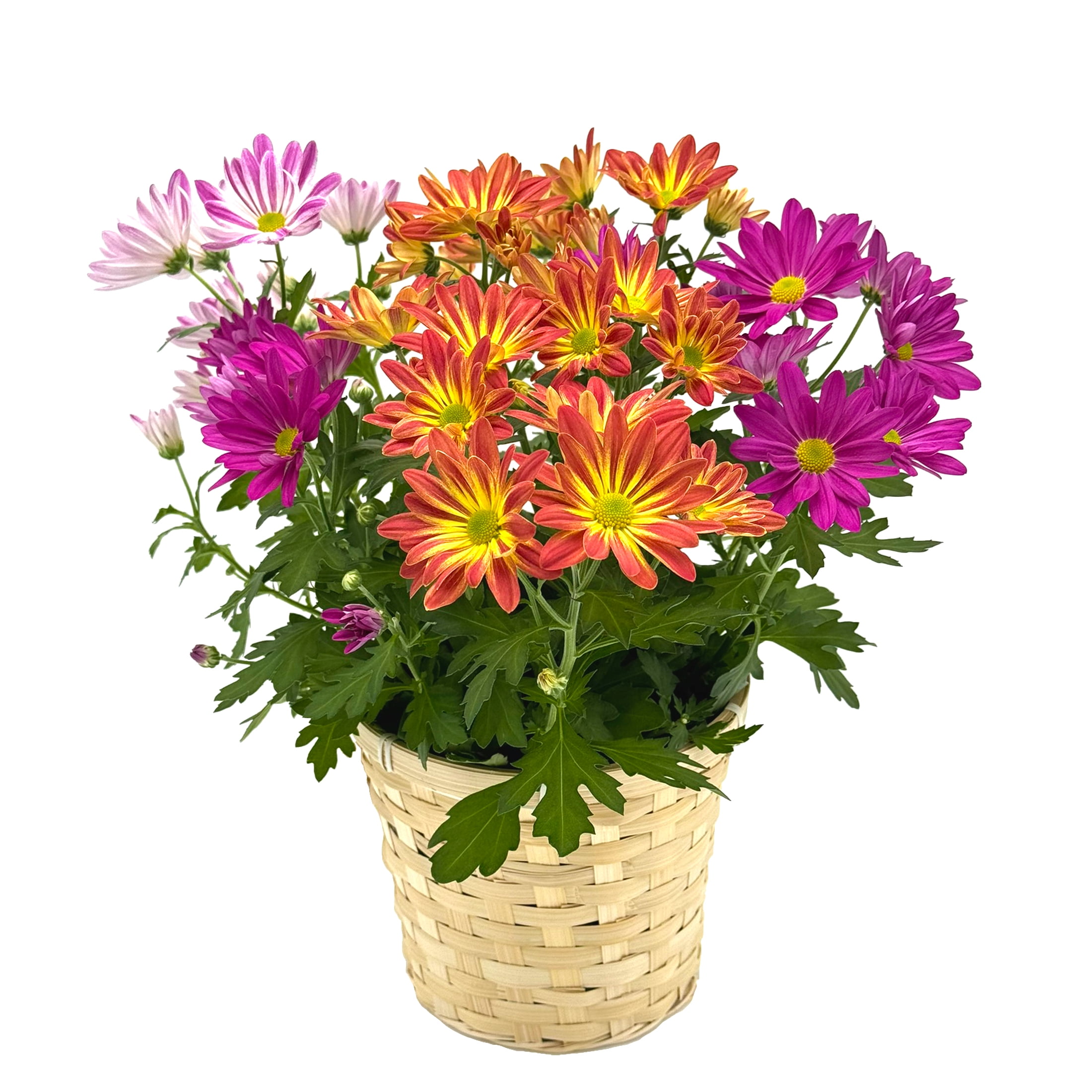 Gifts in Bloom 6.5" Tricolor Mother's Day Mum Bouquet