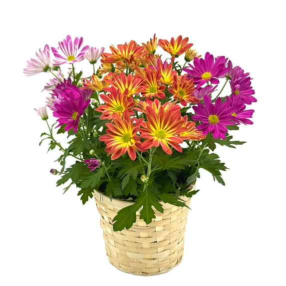 Gifts in Bloom 6.5" Tricolor Mother's Day Mum Bouquet