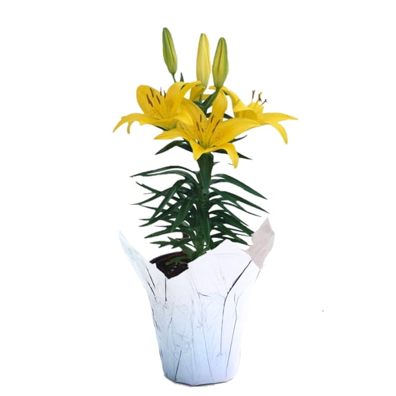 Gifts in Bloom 6IN Multicolor Asiatic Lily Live Plant in Decorative Pot, Indirect Sunlight