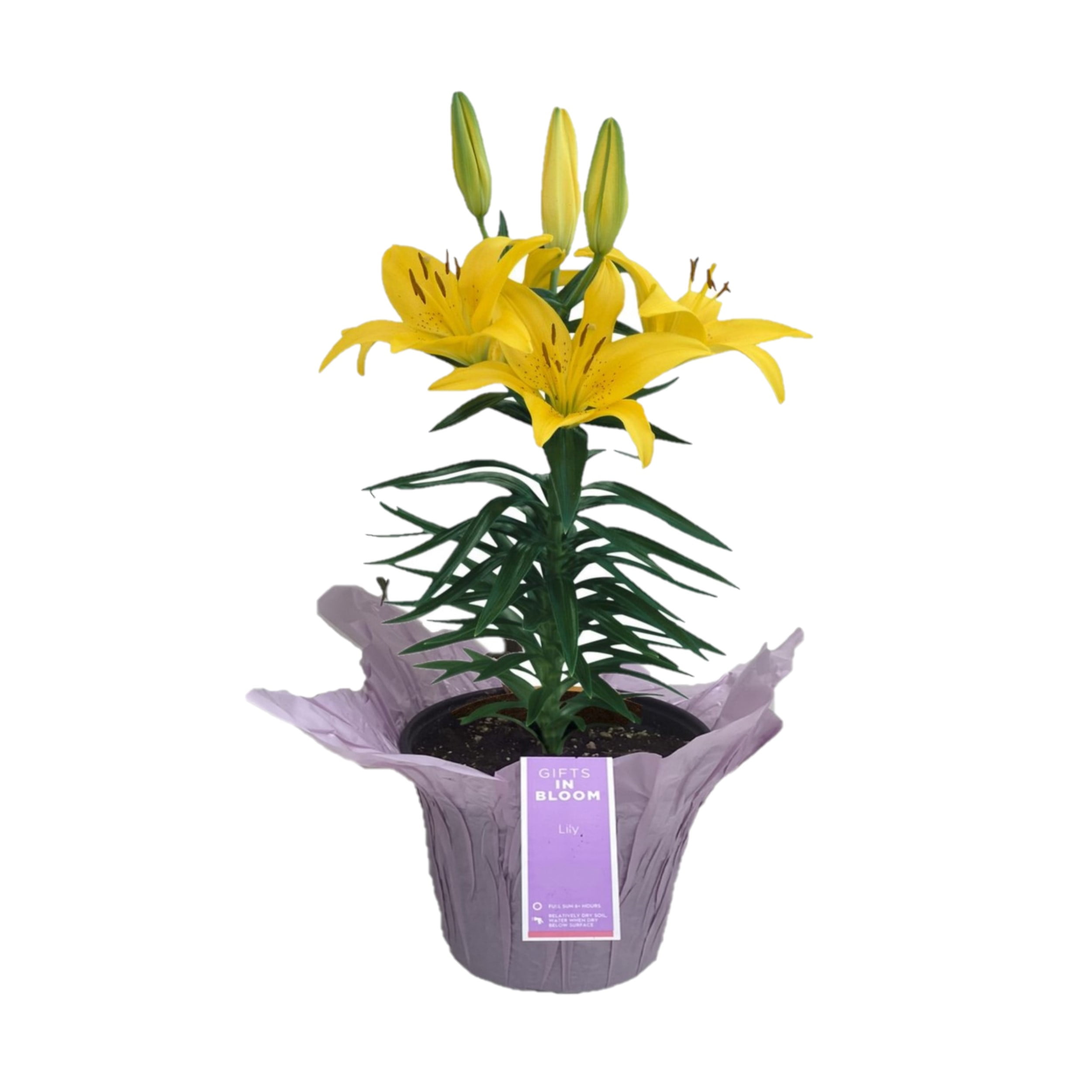 Gifts in Bloom 6IN Multicolor Asiatic Lily Live Plant in Decorative Pot ...