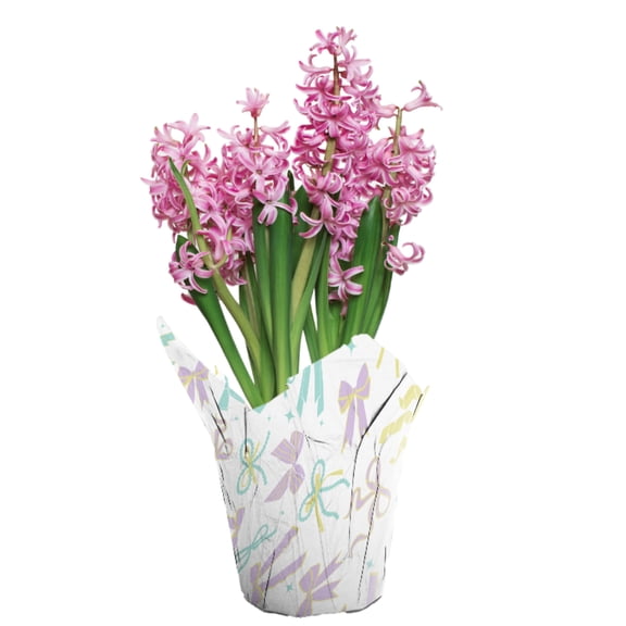 Gifts in Bloom 6IN Pink Hyacinth Live Plant in Decorative Pot, Indirect Sun