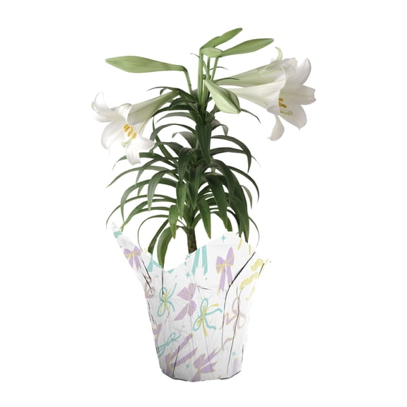 Gifts in Bloom 6IN White Easter Lily Live Plant in Decorative Pot, Indirect Sunlight