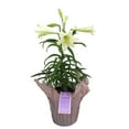thumbnail image 1 of Gifts in Bloom 6IN White Easter Lily Live Plant in Decorative Pot, Indirect Sunlight, 1 of 5