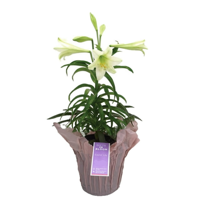 Gifts in Bloom 6IN White Easter Lily Live Plant in Decorative Pot, Indirect Sunlight