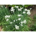 thumbnail image 1 of Gigabyte Chives - 20 Seeds - Allium schoenoprasum, 1 of 2