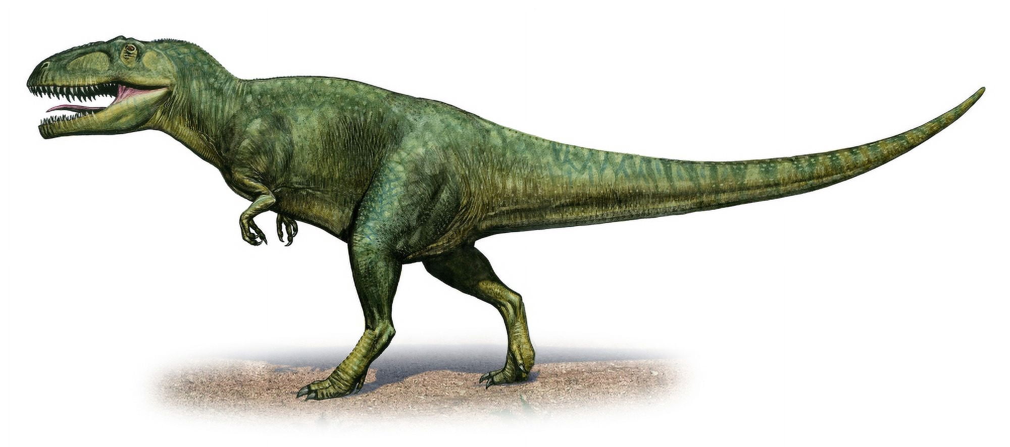 Giganotosaurus carolinii a prehistoric era dinosaur Canvas Art - Sergey KrasovskiyStocktrek Images (42 x 19)