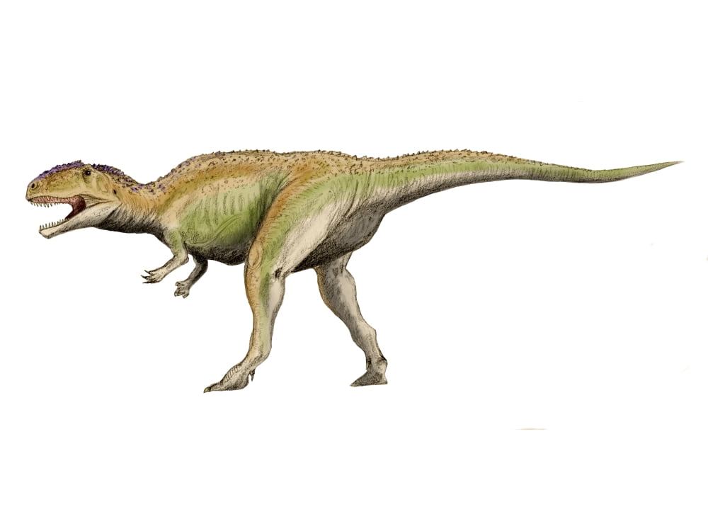 Giganotosaurus dinosaur Canvas Art - Nobumichi TamuraStocktrek Images (33 x 25)