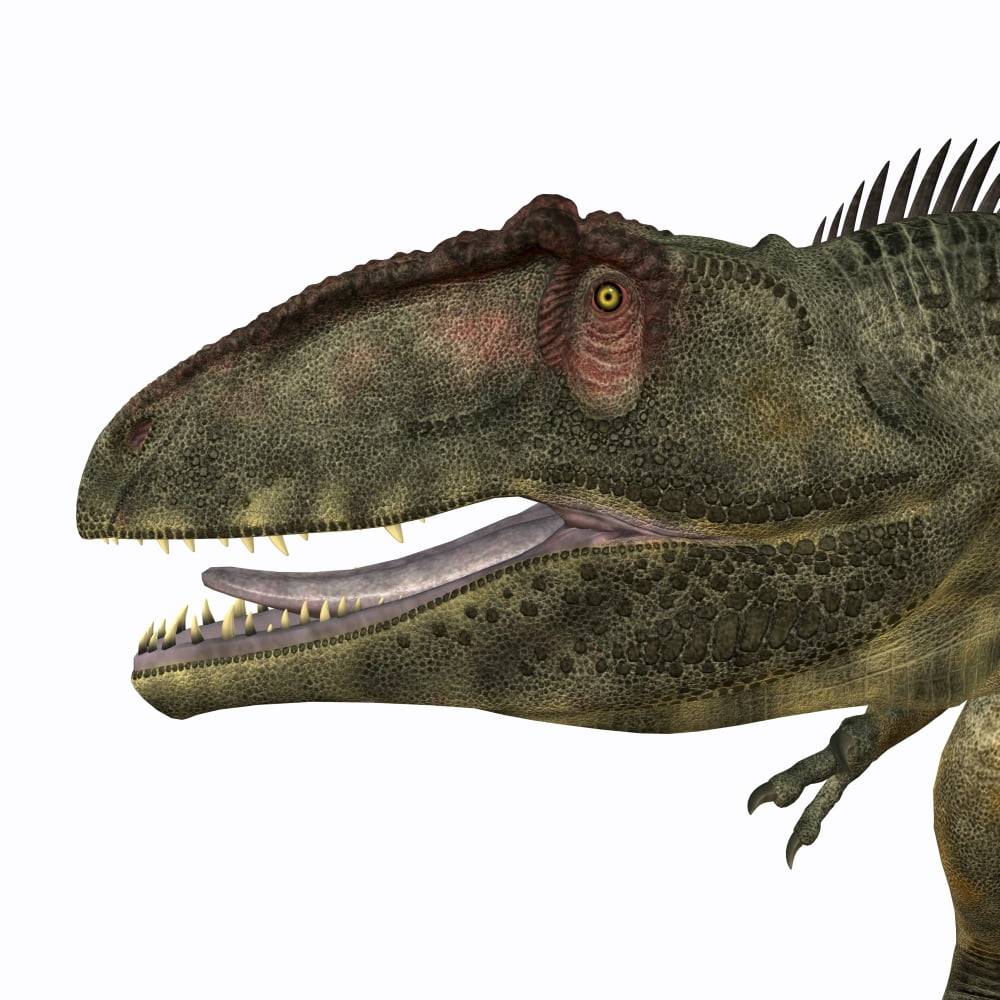 Giganotosaurus dinosaur head Canvas Art - Corey FordStocktrek Images (28 x 28)