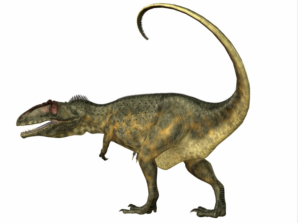 Giganotosaurus dinosaur side view Canvas Art - Corey FordStocktrek Images (17 x 13)