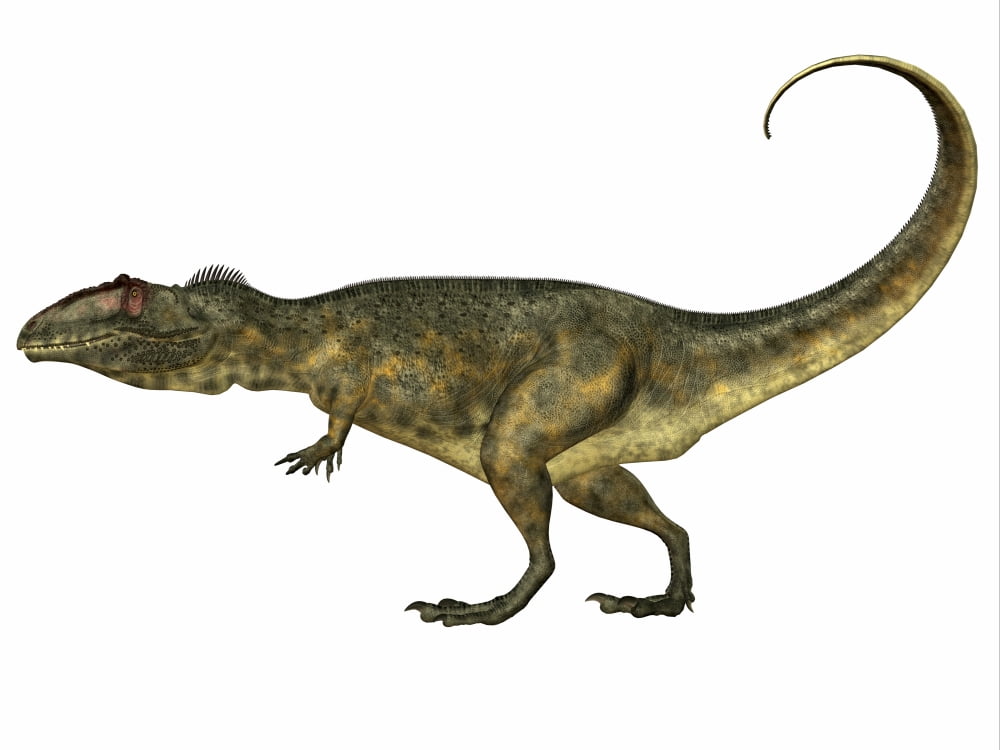 Giganotosaurus dinosaur side view Canvas Art - Corey FordStocktrek Images (33 x 25)
