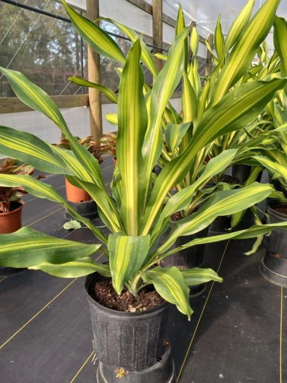 ponytail palm plant Beaucarnea recurvata (Elephant's Foot/ Ponytail Palm)  Ricardo's Nursery