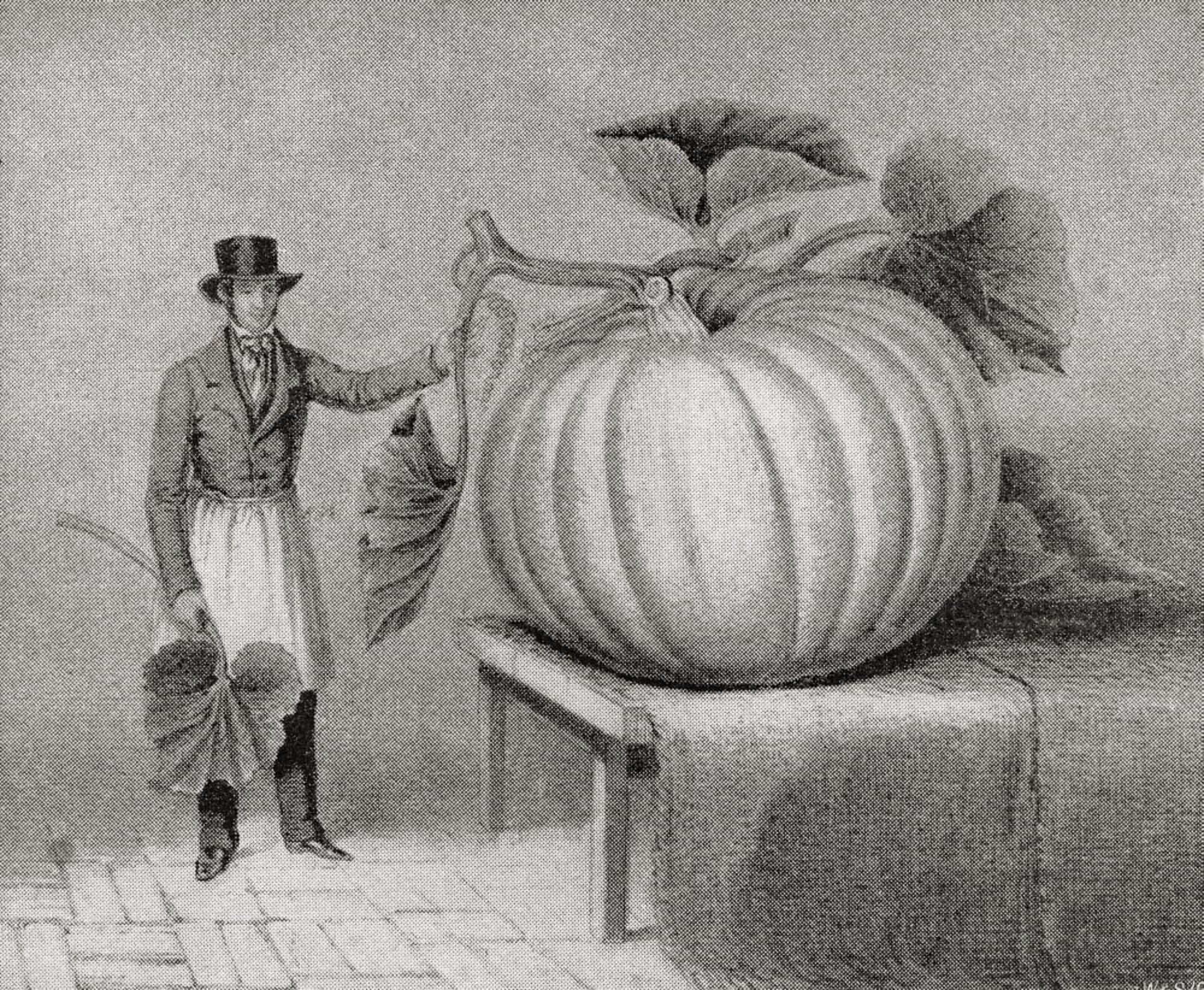Gigantic Gourd Grown By John Thomas Leathes In 1846 It Weighed 196Lb And Measured 7Ft 3Ins In Circumference From The Strand Magazine Published 1897 Canvas Art - Ken Welsh Design Pics (17 x 14)