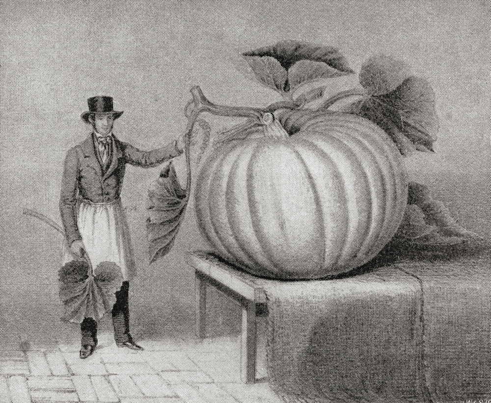 Gigantic Gourd Grown By John Thomas Leathes In 1846 It Weighed 196Lb And Measured 7Ft 3Ins In Circumference From The Strand Magazine Published 1897 Canvas Art - Ken Welsh  Design Pics (34 x 28)